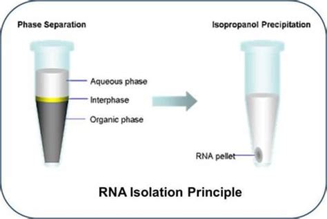 how to isolate mrna from cells|Methods for isolation of messenger RNA from biological samples.